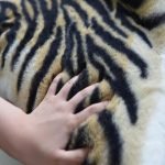 Tiger Print Rug 2