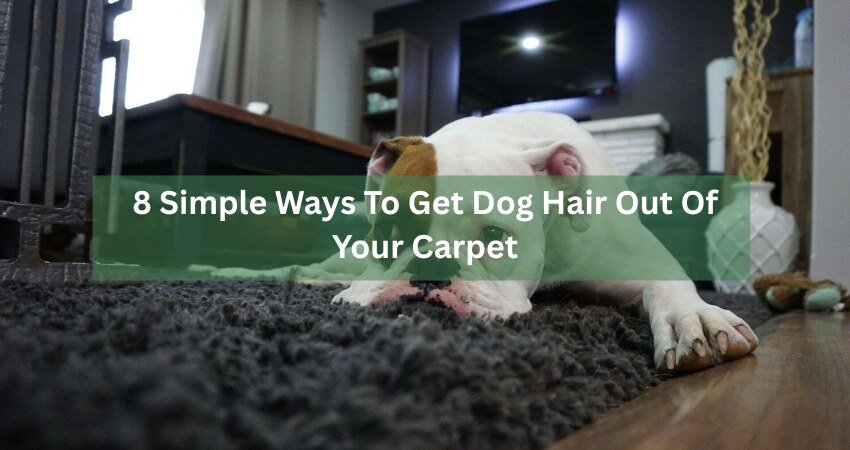 8 Simple Ways To Get Dog Hair Out Of Your Carpet