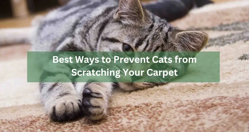 Best Ways to Prevent Cats from Scratching Your Carpet