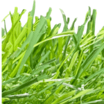 Artificial Grass Dubai